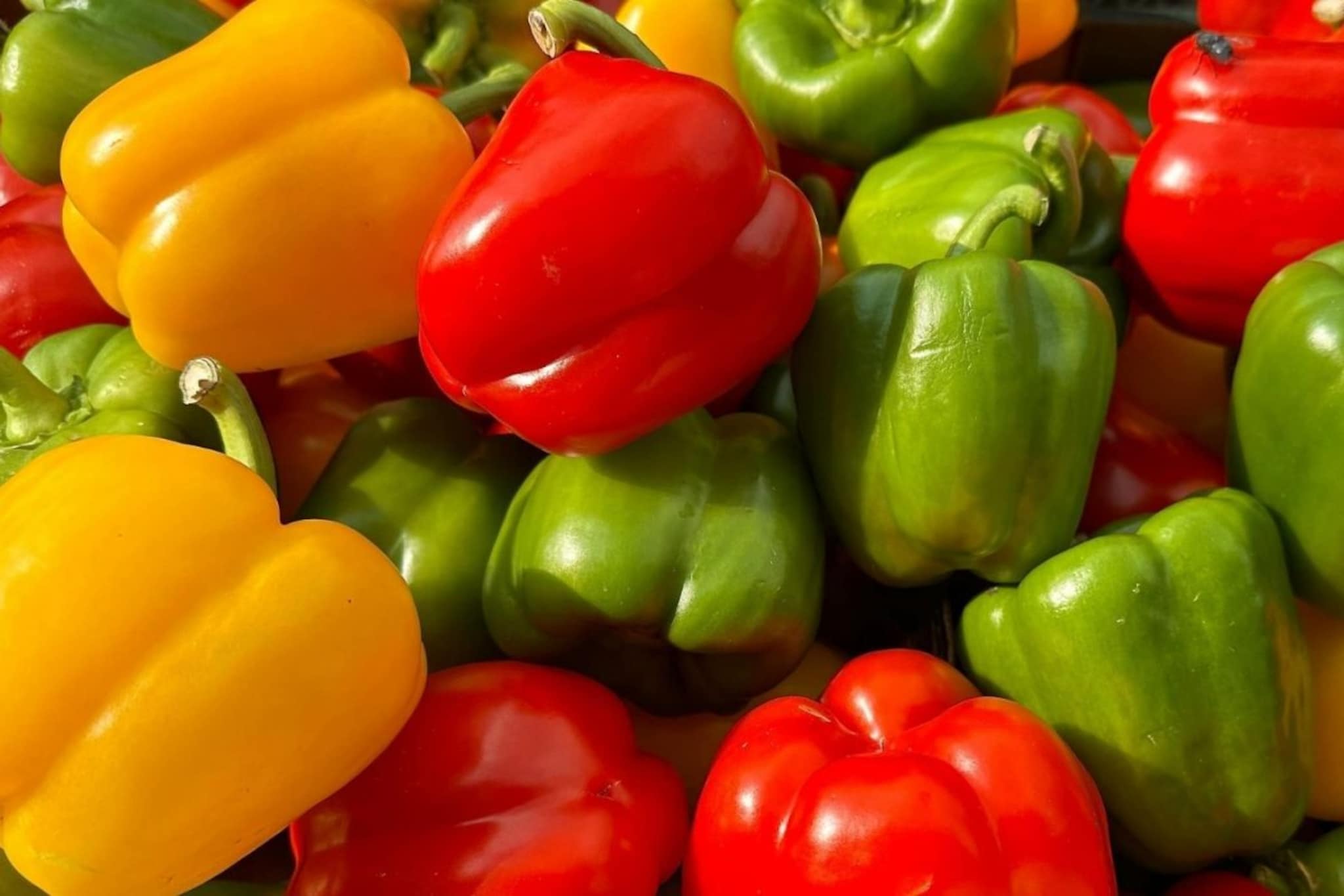 हिरवी की लाल? कोणती शिमला मिरची आहे आरोग्यासाठी 'सुपरफूड', तुम्हाला हे माहितीय? हिरवी की लाल? कोणती शिमला मिरची आहे आरोग्यासाठी 'सुपरफूड', तुम्हाला हे माहितीय?