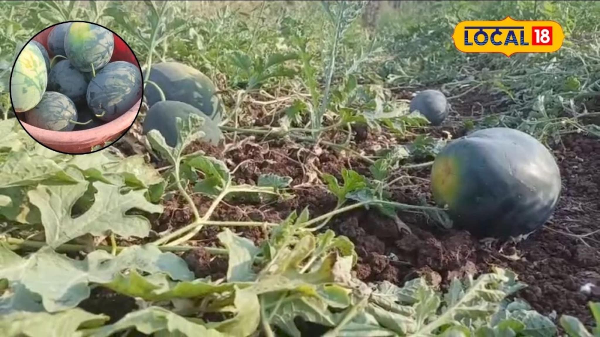 युद्धाचा मोठा फटका, ऐन हंगामात टरबूजाचे दर 22 वरून 8 वर, शेतकऱ्याचा खर्च निघणे अवघड युद्धाचा मोठा फटका, ऐन हंगामात टरबूजाचे दर 22 वरून 8 वर, शेतकऱ्याचा खर्च निघणे अवघड