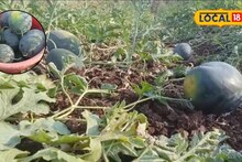 युद्धाचा मोठा फटका, ऐन हंगामात टरबूजाचे दर 22 वरून 8 वर, शेतकऱ्याचा खर्च निघणे अवघड