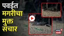 Mumbai: पवईत मगरीचा मुक्त संचार; काळजाचा ठोका चुकवणारा व्हिडिओ!
