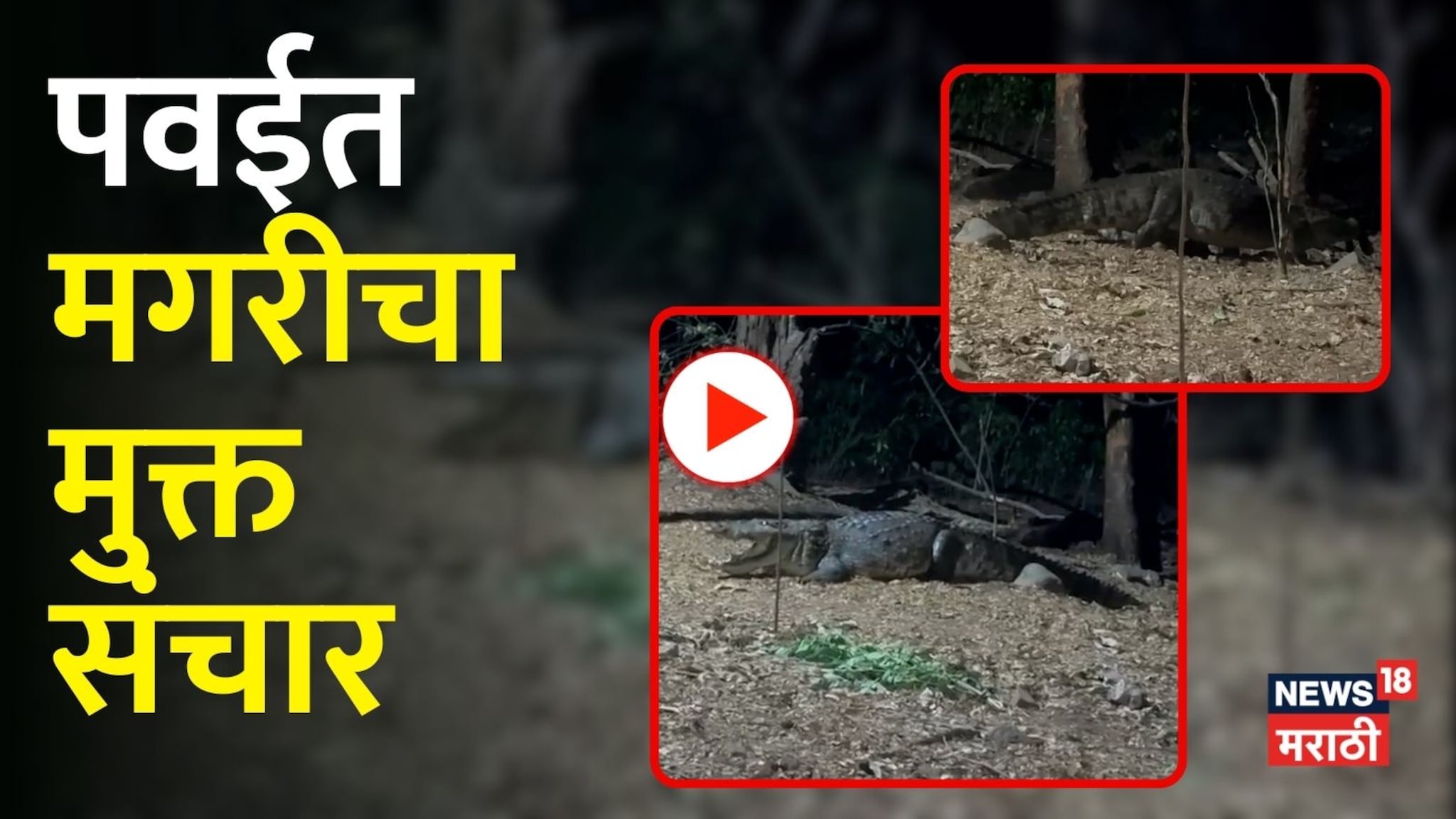 Mumbai: पवईत मगरीचा मुक्त संचार; काळजाचा ठोका चुकवणारा व्हिडिओ!