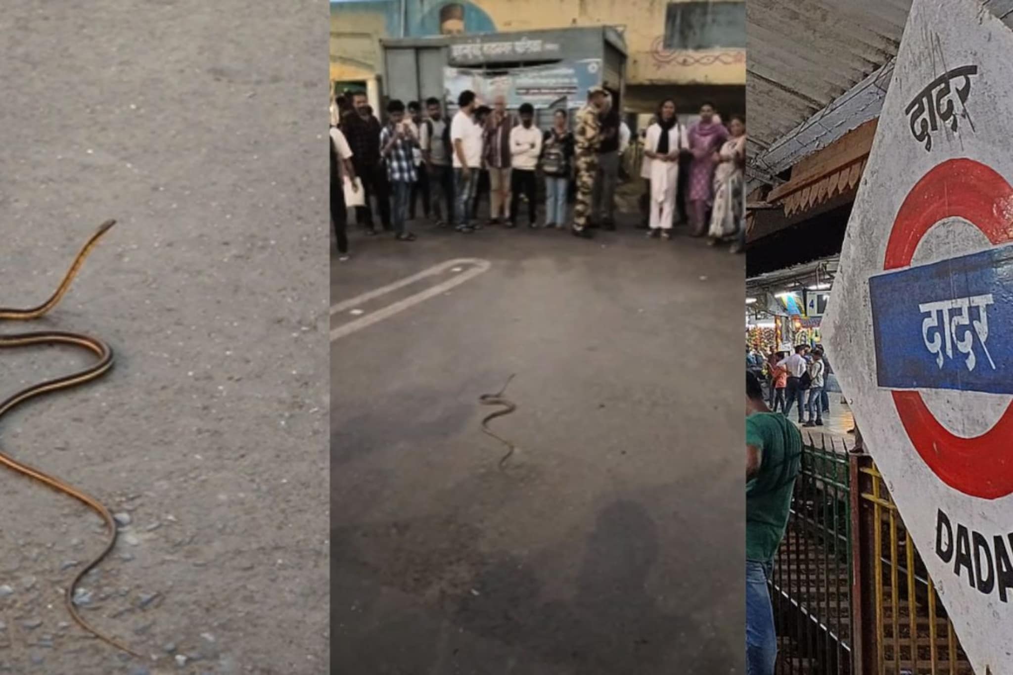 Mumbai: 'साप असेल तू...',मुंबईकर लोकल प्रवाशाने शेपटी पकडली अन् पिशवीत भरला! दादर स्टेशनवरचा VIDEO व्हायरल