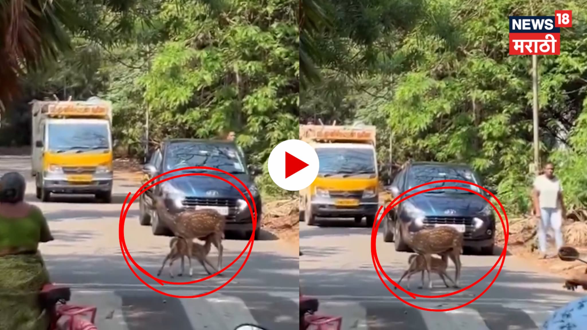 Video: हरिणी रस्त्यावर पिल्लाला दूध पाजू लागली अन् धावपळीच्या जगात लोकांनी काय केलं एकदा पाहाच