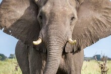 Elephant Fact : ‘दाखवायचे वेगळे, खायचे वेगळे’… पण हत्तीचे दात किती? 99 टक्के लोकांना माहित नाही हे Fact