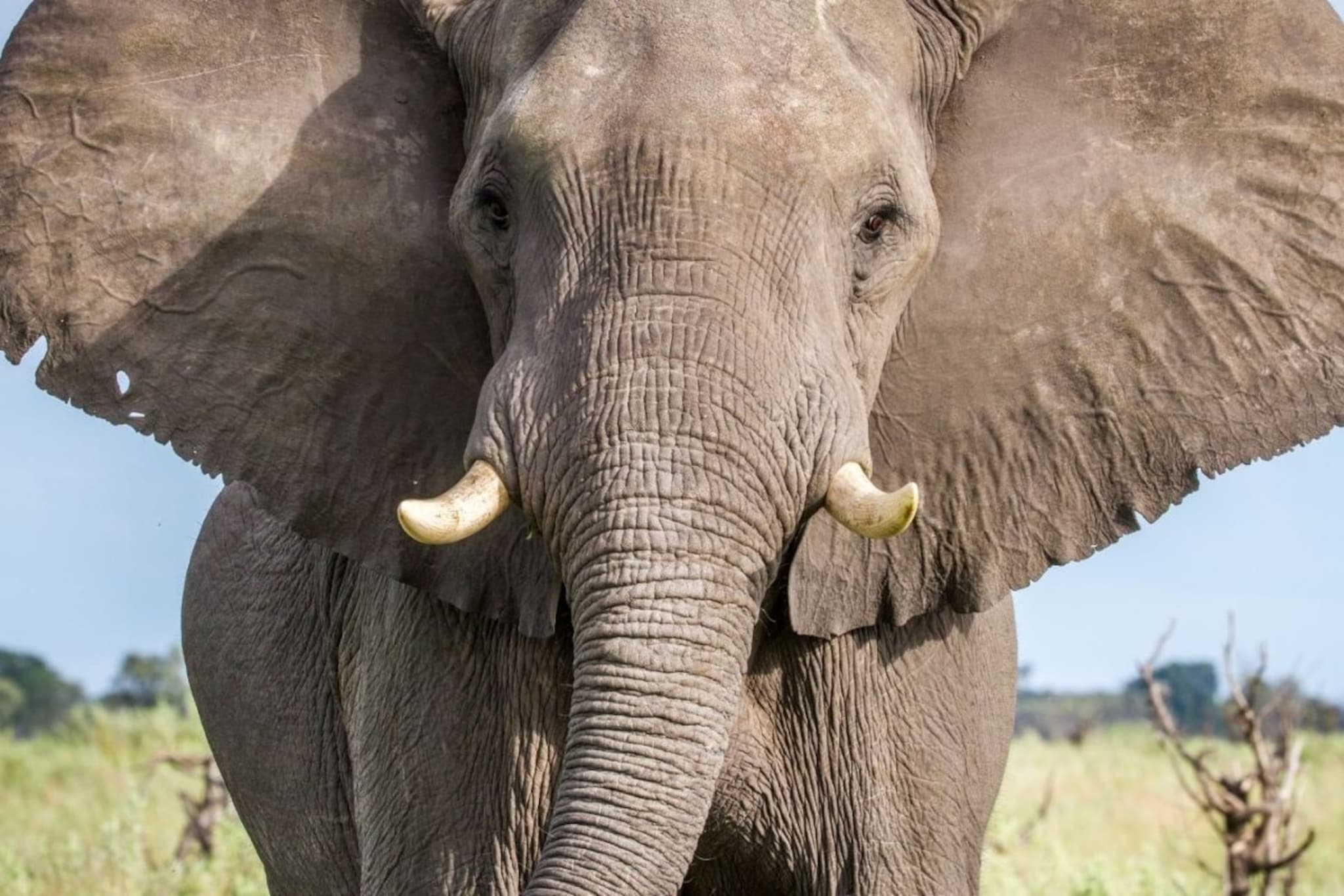 Elephant Fact : ‘दाखवायचे वेगळे, खायचे वेगळे’… पण हत्तीचे दात किती? 99 टक्के लोकांना माहित नाही हे Fact 