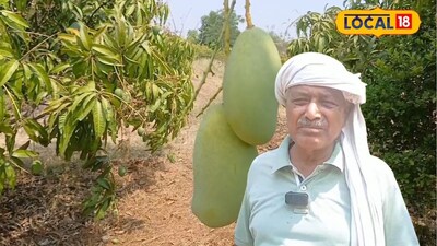 शेतकऱ्याचा नाद खुळा, साडेआठ एकरात आमराई, 80 लाखांची कमाई, संत सावता महाराजांच्या गावचा Video