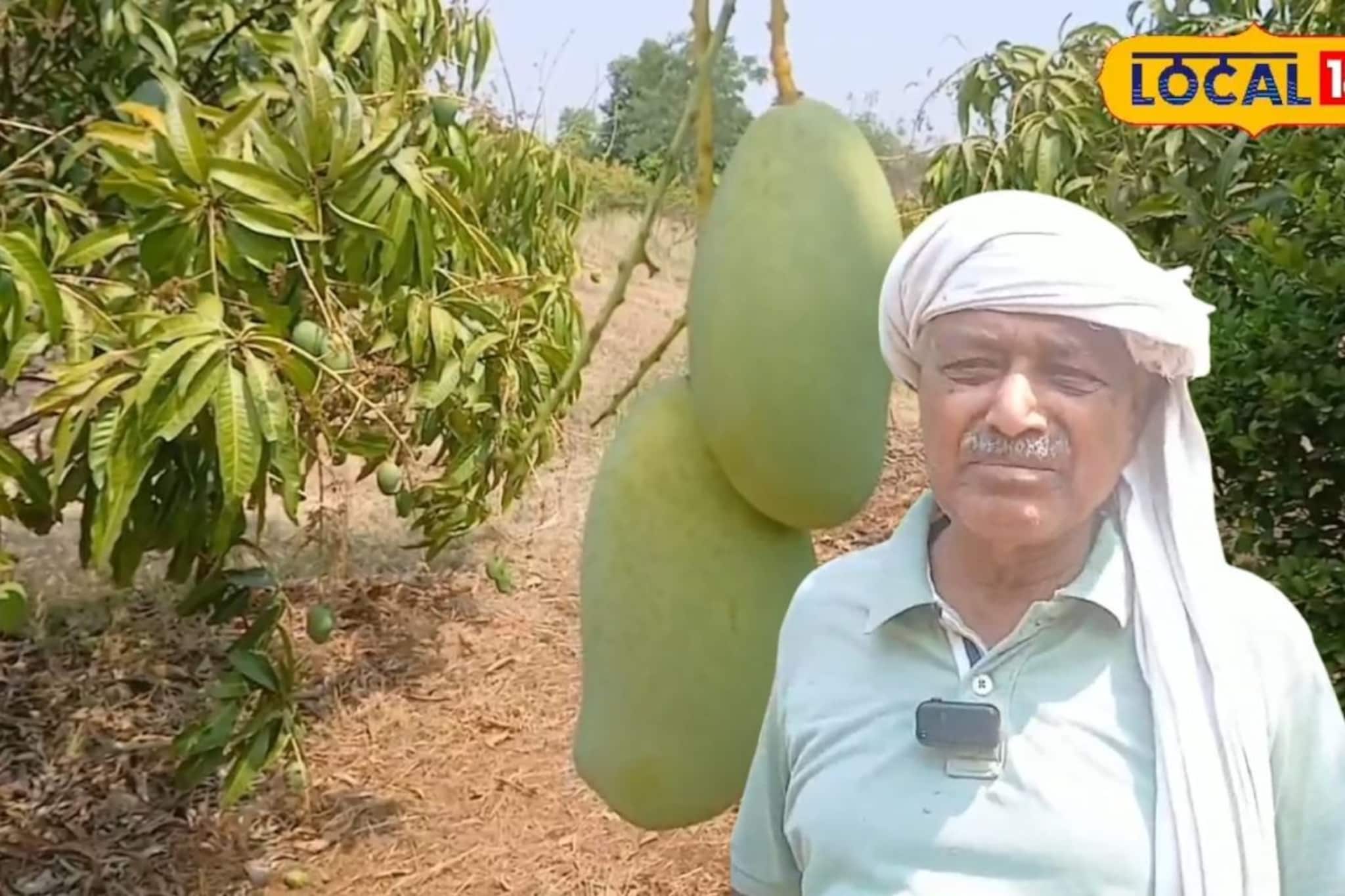 शेतकऱ्याचा नाद खुळा, साडेआठ एकरात आमराई, 80 लाखांची कमाई, संत सावता महाराजांच्या गावचा Video