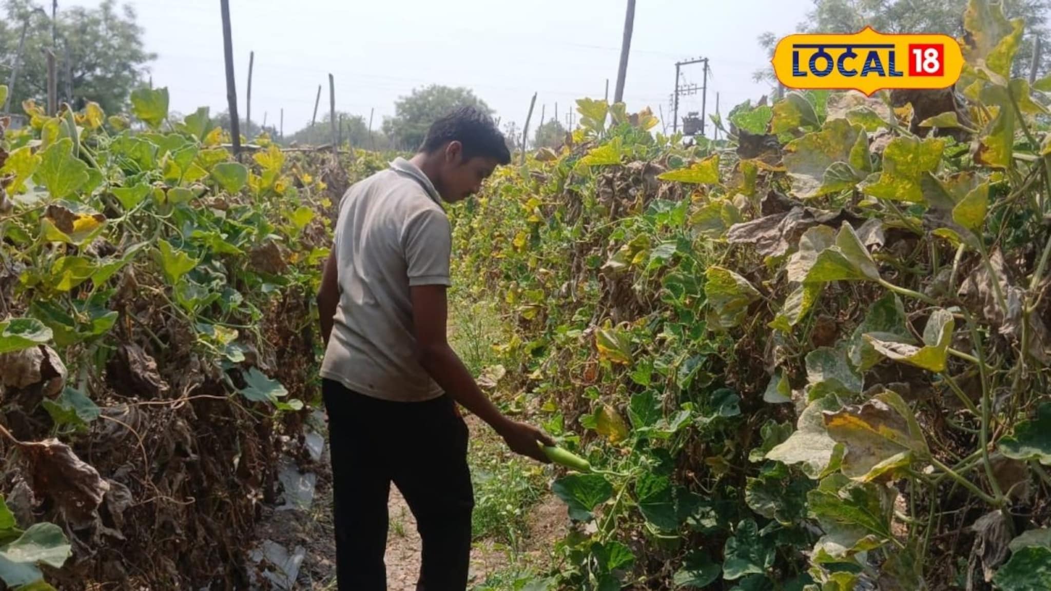 शिक्षणासोबत केली शेती, 90 दिवसांत दीड लाख रुपयांचा नफा, भोपळ्याच्या कसा केला प्रयोग? 