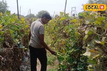 Success Story : शिक्षणासोबत केली शेती, 90 दिवसांत दीड लाख रुपयांचा नफा, भोपळ्याच्या कसा केला प्रयोग?