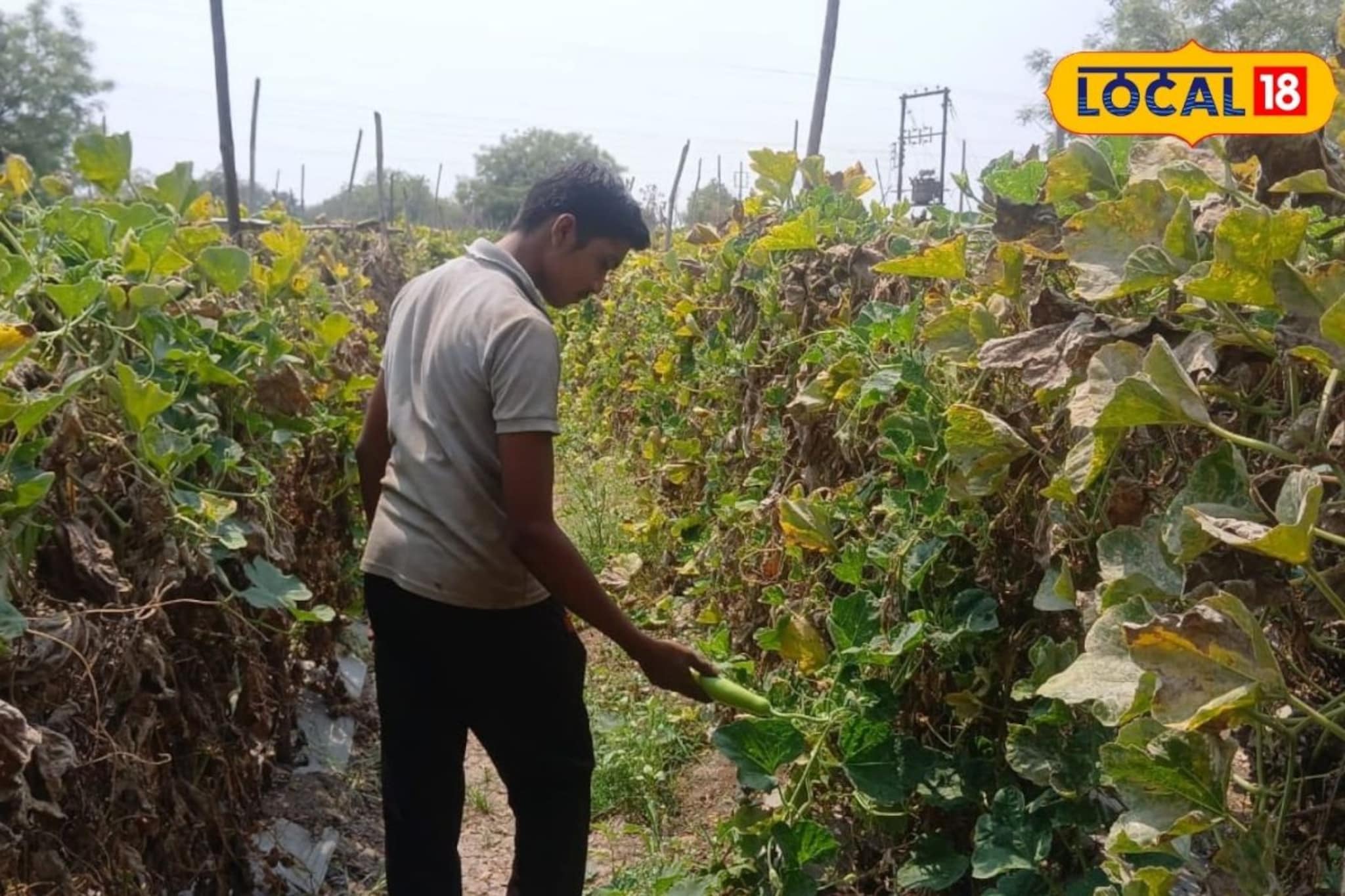 शिक्षणासोबत केली शेती, 90 दिवसांत दीड लाख रुपयांचा नफा, भोपळ्याच्या कसा केला प्रयोग? शिक्षणासोबत केली शेती, 90 दिवसांत दीड लाख रुपयांचा नफा, भोपळ्याच्या कसा केला प्रयोग?