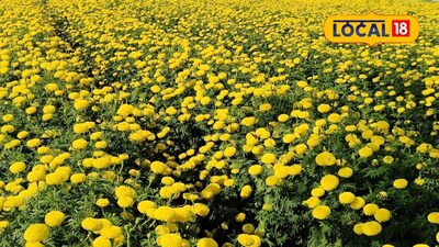 फूलशेती से रविंद्र भोकरे ने कमाए 3 लाख, 50 हजार के खर्च में मिला बंपर मुनाफा.