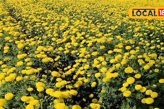 फुलशेती ठरली वरदान, 50 हजार खर्चात 3 लाख निव्वळ नफा, शेतकऱ्याने सांगितला यशाचा फॉर्म्युला