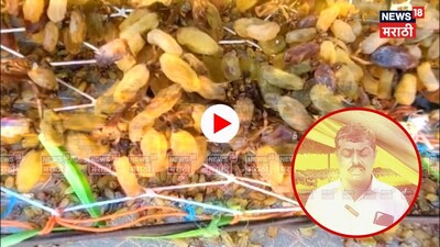 दीड तास गारपीट, १७ लाखांचे नुकसान! सांगलीत द्राक्ष बागायतदारांवर दुहेरी संकट