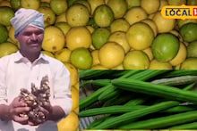 APMC Market: आल्याचं मार्केट हाललं, लिंबू अन् शेवग्यालाही भाव, कुठं मिळाला सर्वाधिक दर?