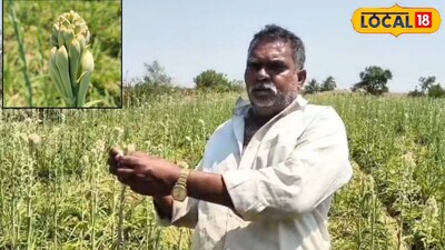 Solapur News: कांद्याच्या शेतात लावलं पैशाचं पीक, 3 वर्षे नो टेन्शन, फक्त तोडायचं अन् विकायचं, कमाई किती?