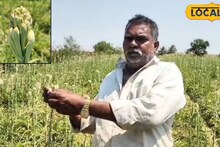 कांद्याच्या शेतात लावलं 'पैशाचं पीक', 3 वर्षे नो टेन्शन, फक्त तोडायचं अन् विकायचं, कमाई किती? Video