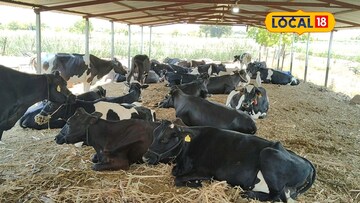 फक्त एका शेती नको, जोडधंदाही करा; शेतकऱ्याने गायी घेतल्या आता महिन्याला लाखांची कमाई