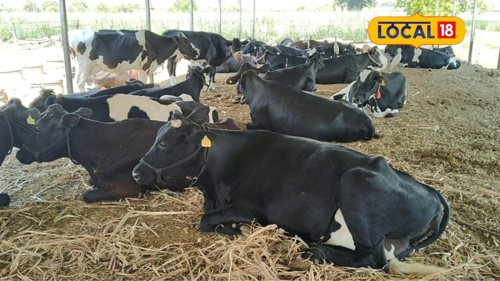 फक्त एका शेती नको, जोडधंदाही करा; शेतकऱ्याने गायी घेतल्या आता महिन्याला लाखांची कमाई