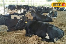 फक्त एका शेती नको, जोडधंदाही करा; शेतकऱ्याने गायी घेतल्या आता महिन्याला लाखांची कमाई