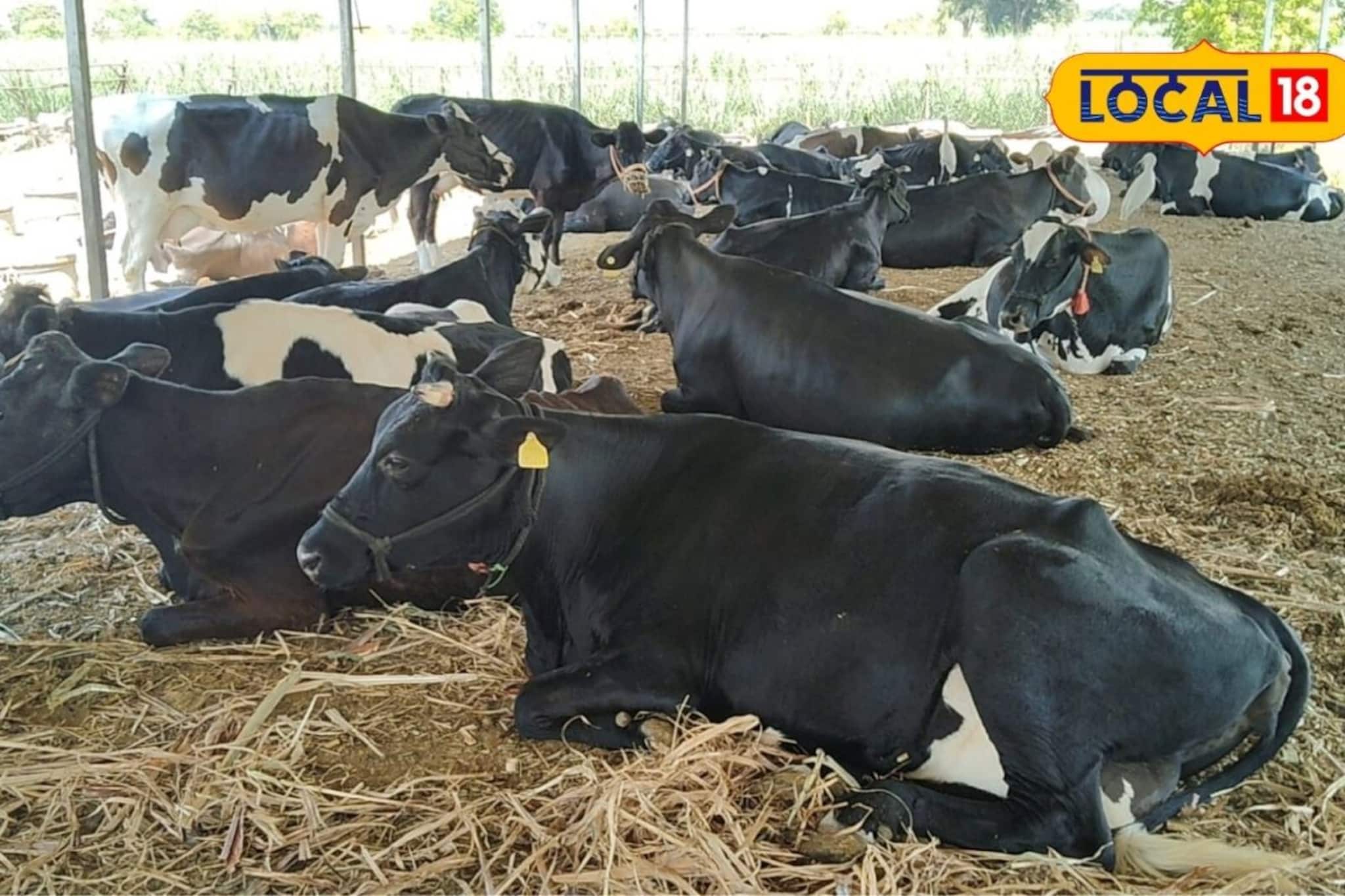 फक्त एका शेती नको, जोडधंदाही करा; शेतकऱ्याने गायी घेतल्या आता महिन्याला लाखांची कमाई