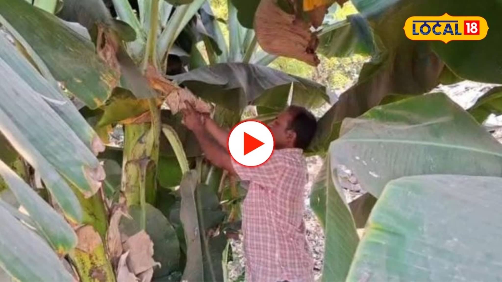 Video: कोणीही या आणि फळ खा! वाया जाणाऱ्या पाण्यावर ग्रांमपंचायतीचा आगळा वेगळा उपक्रम