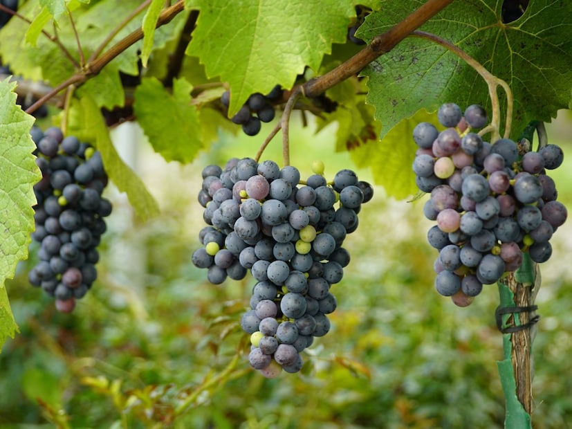 उन्हाळ्याची चाहूल लागली की बाजारपेठेत रसाळ आणि गोड फळांची रेलचेल सुरू होते. टरबूज, आंबा यांच्यासोबतच सर्वांच्या पसंतीस उतरणारे फळ म्हणजे 'द्राक्षे'. द्राक्षं केवळ चवीलाच चांगली नसतात, तर उन्हाळ्यात शरीरातील पाण्याचे प्रमाण टिकवून ठेवण्यासाठी ती उत्तम पर्याय मानली जातात. बाजारात सध्या प्रामुख्याने दोन प्रकारची द्राक्षे दिसतात हिरवी आणि काळी. उन्हाळ्याची चाहूल लागली की बाजारपेठेत रसाळ आणि गोड फळांची रेलचेल सुरू होते. टरबूज, आंबा यांच्यासोबतच सर्वांच्या पसंतीस उतरणारे फळ म्हणजे 'द्राक्षे'. द्राक्षं केवळ चवीलाच चांगली नसतात, तर उन्हाळ्यात शरीरातील पाण्याचे प्रमाण टिकवून ठेवण्यासाठी ती उत्तम पर्याय मानली जातात. बाजारात सध्या प्रामुख्याने दोन प्रकारची द्राक्षे दिसतात हिरवी आणि काळी.