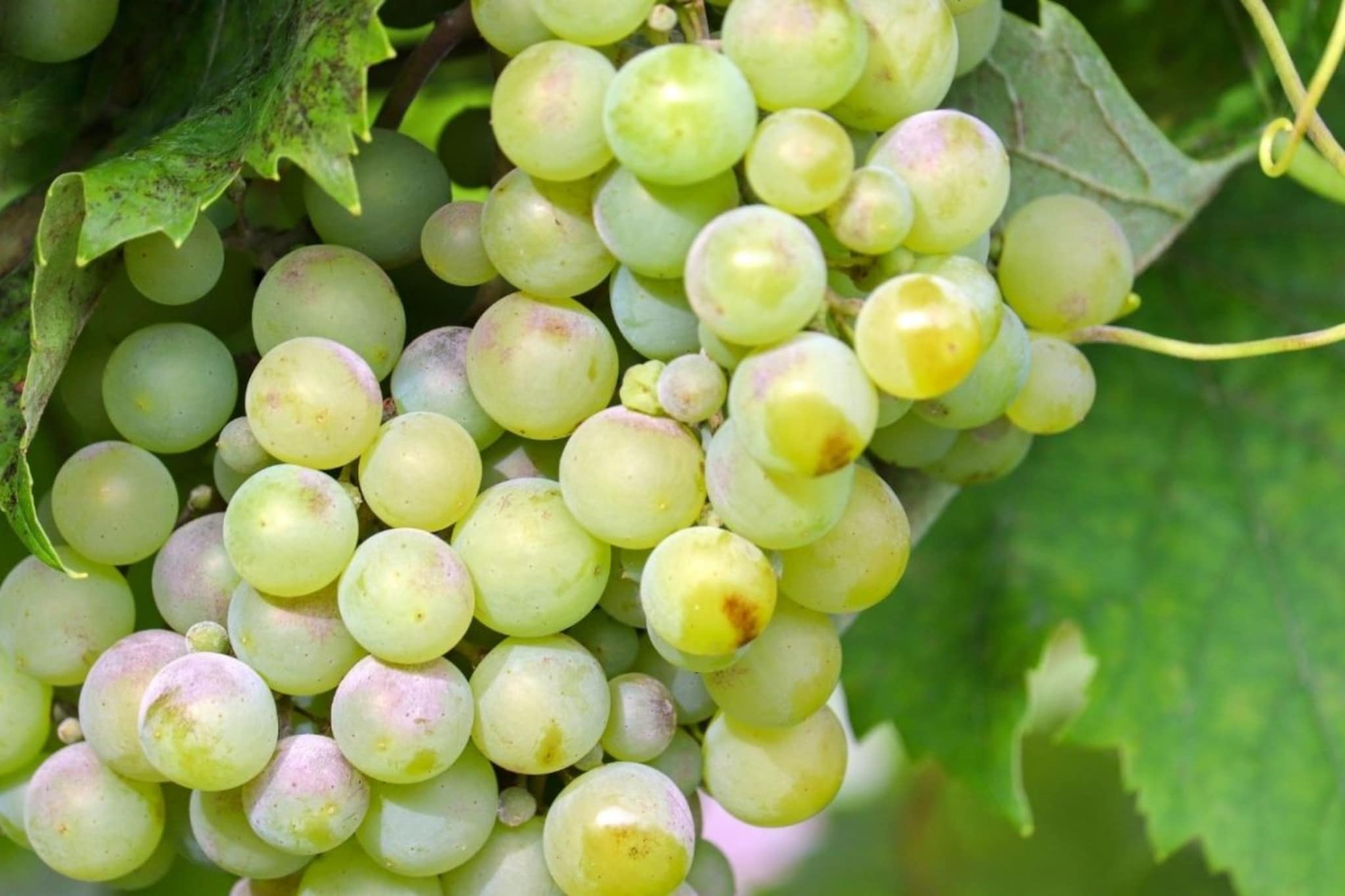 द्राक्षावरील पांढरा थर मेण की घातक कीटकनाशक? धुण्यासाठी पाणी नाही वापरा ही पद्धत