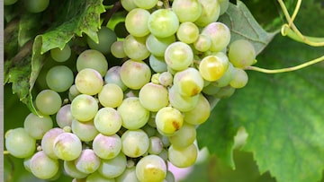  Grapes : द्राक्षांवरील पांढरा थर आणि केमिकल कसे स्वच्छ करायचं? फक्त पाण्याने धूवून फायदा नाही, ही आहे योग्य पद्धत