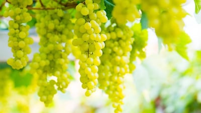 प्रतिकात्मक फोटो