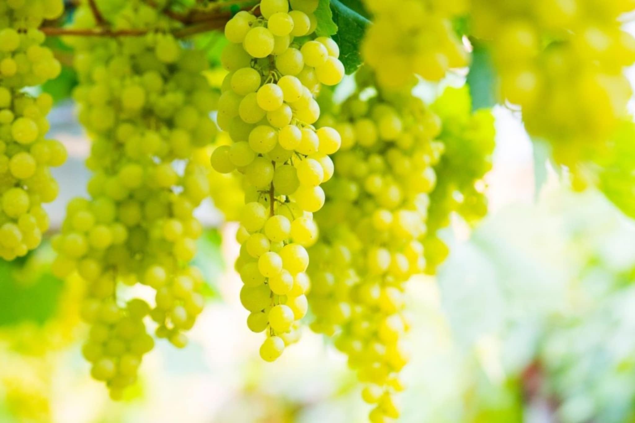 Diabetics : मधुमेहाच्या रुग्णांनी द्राक्षे खावीत का? रक्तातील साखरेवर नेमका काय होतो परिणाम; जाणून घ्या तज्ज्ञांचे मत