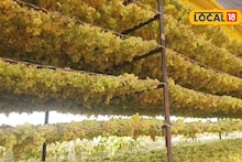 द्राक्षाला मिळेना योग्य भाव, शेतकऱ्याने केला भारी प्रयोग, आता  9 लाख रुपयांचा नफा