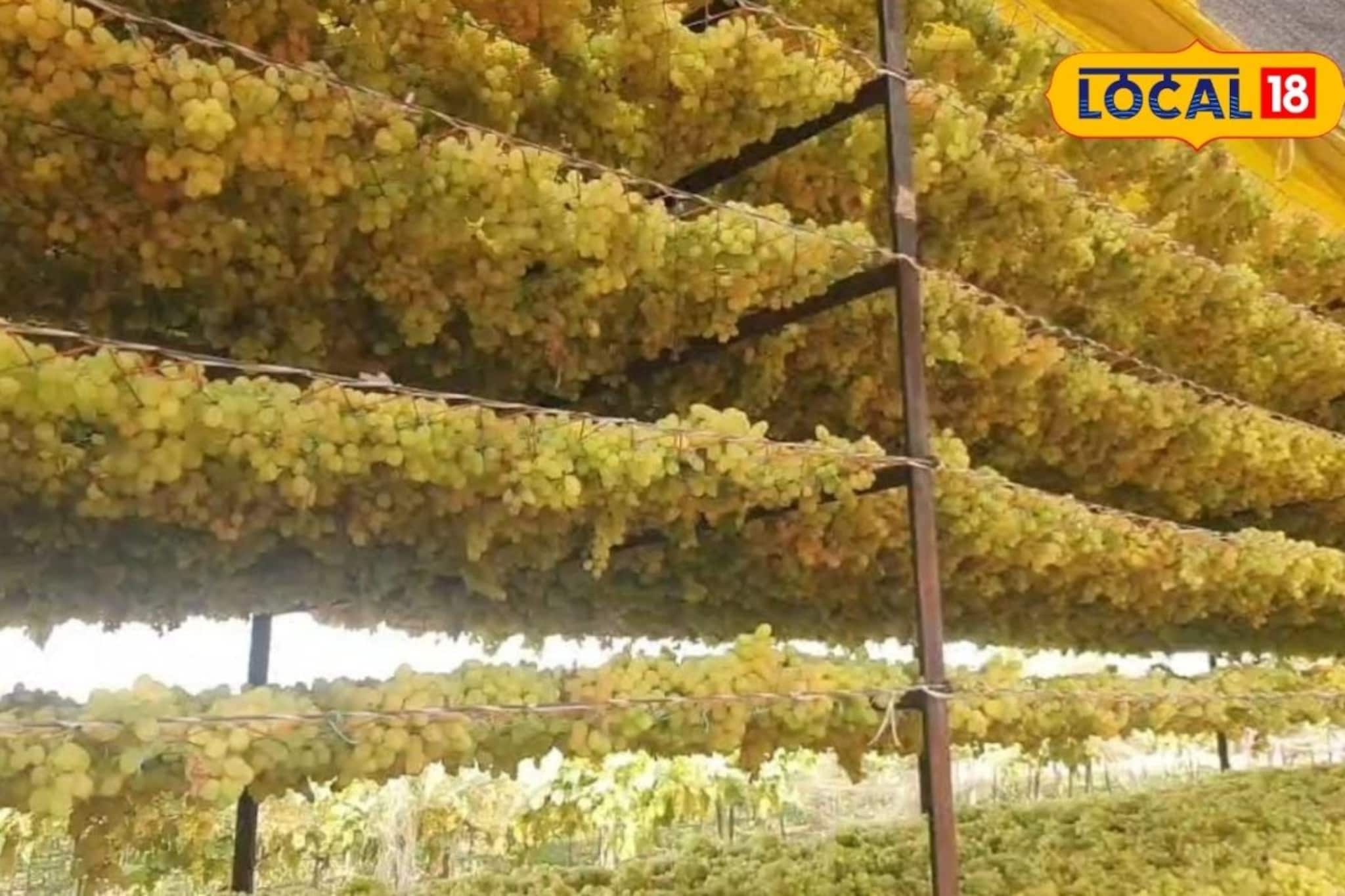 द्राक्षाला मिळेना योग्य भाव, शेतकऱ्याने केला भारी प्रयोग, आता  9 लाख रुपयांचा नफा