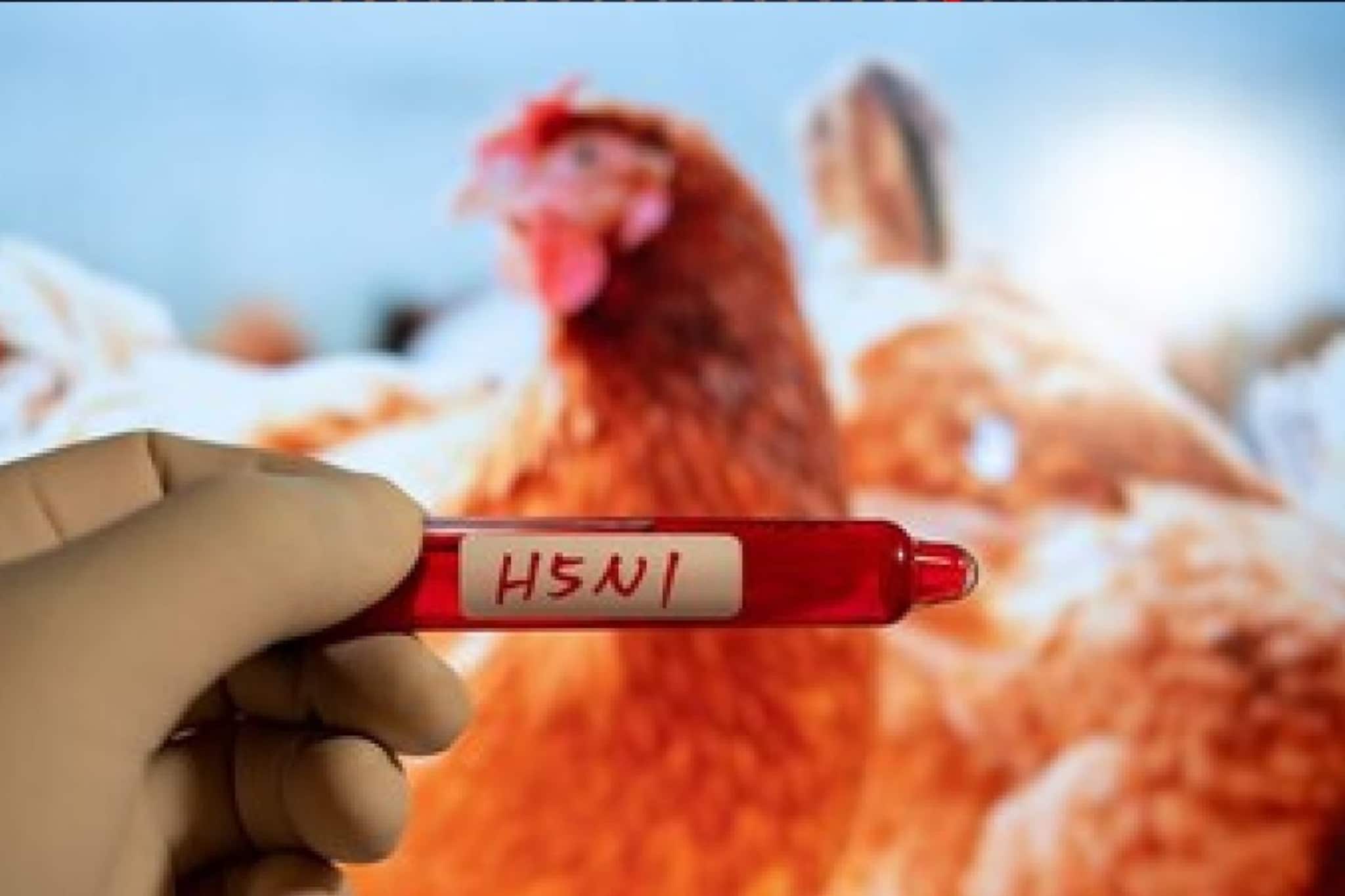 रातोरात 1000 कोंबड्यांनी मान टाकली, नागपुरात वेगानं पसरणाऱ्या Virus चा धोका, प्रशासन अलर्टवर