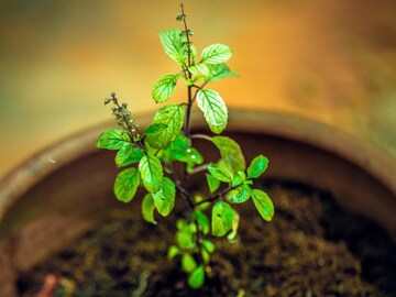 घराच्या 'या' दिशेला चुकूनही लावू नका तुळस, वाढतील आर्थिक अडचणी; 'ही' दिशा उघडेल कुबेराचे द्वार!