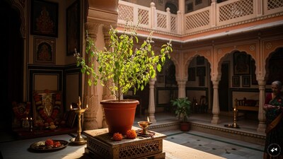 वास्तु टिप्स: घर के प्रवेश द्वार पर तुलसी का पौधा, वैभवलक्ष्मी की कृपा बनी रहेगी.