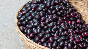 जांभूळ खाल्ल्यानंतर लगेच पाणी का पिऊ नये? मोठ्यांचा 'तो' सल्ला का आहे महत्त्वाचा