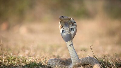 प्रतिकात्मक फोटो