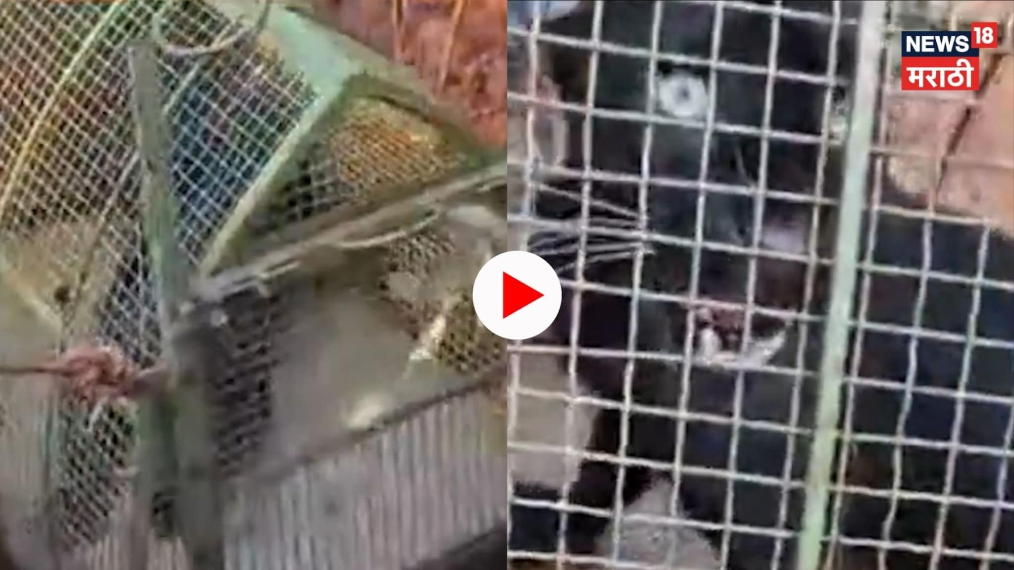 Video: शिकार करायला गेला अन् स्वतःच विहिरीत पडला! रत्नागिरीत काळ्या बिबट्याचा LIVE रेस्क्यू!