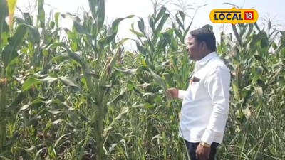 किसान का कमाल: एक मक्के के डंठल पर लगे 8 भुट्टे, 3 लाख का मुनाफा कमाया.