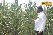 अबब! मक्याच्या एका ताटाला चक्क लागली 8 कणीसे, शेतकऱ्याच्या प्रयोगाची गावात चर्चा Video