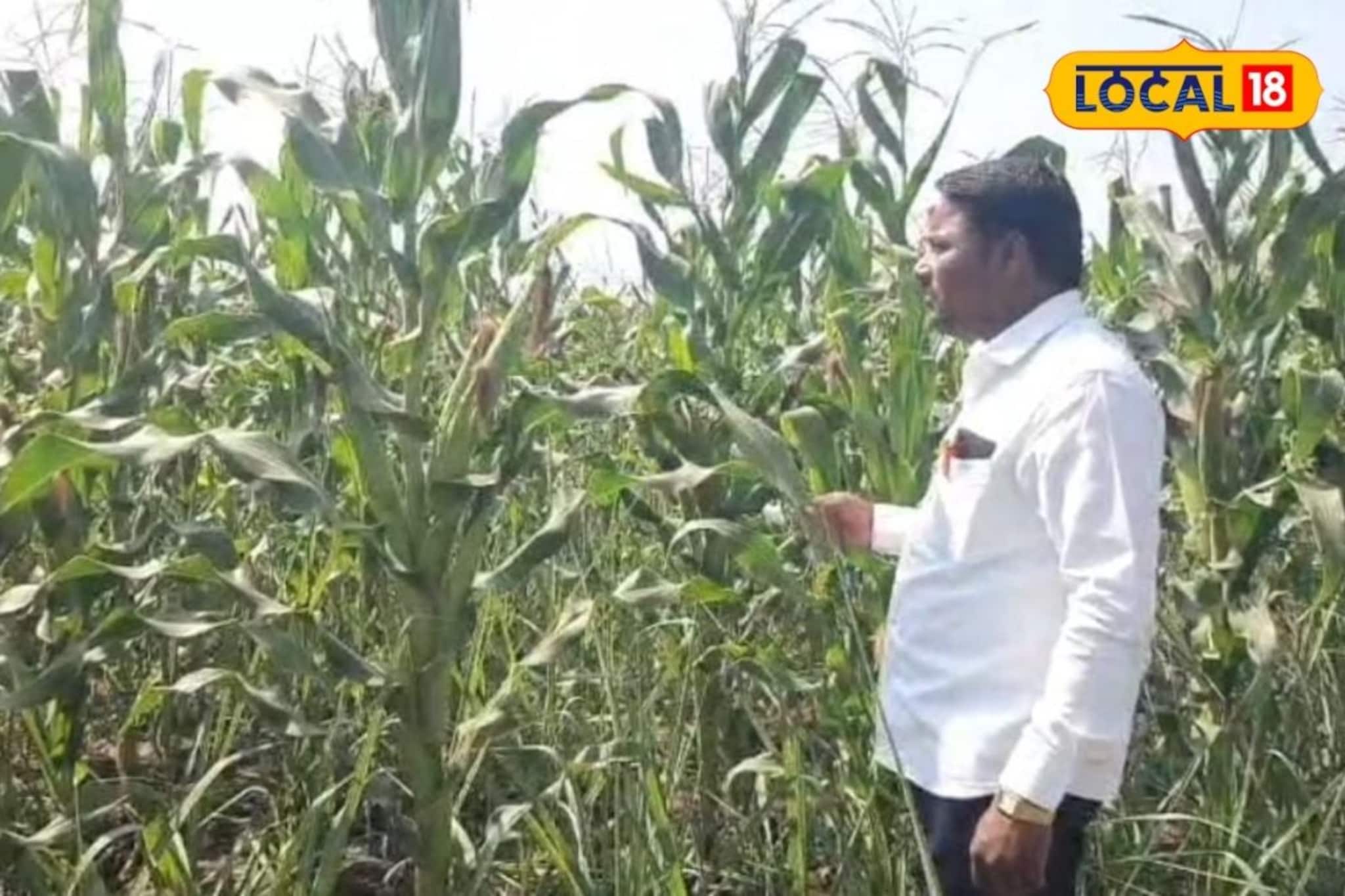 अबब! मक्याच्या एका ताटाला चक्क लागली 8 कणीसे, शेतकऱ्याच्या प्रयोगाची गावात चर्चा