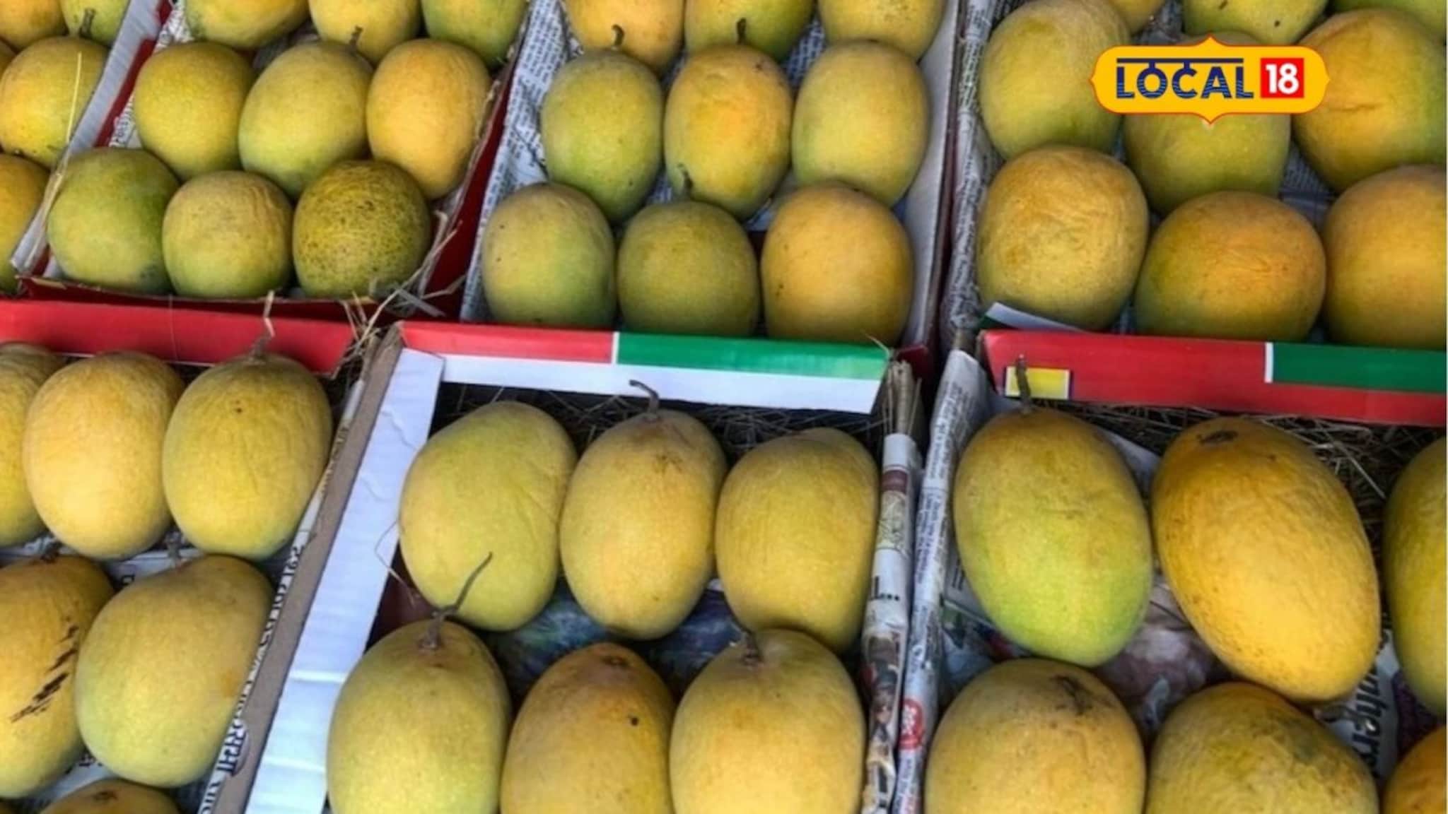 Mango Rate: गुढीपाडव्याला ‘हापूस’ महागला; आंबा बाजारात तेजी, एका डझनाचे दर किती?