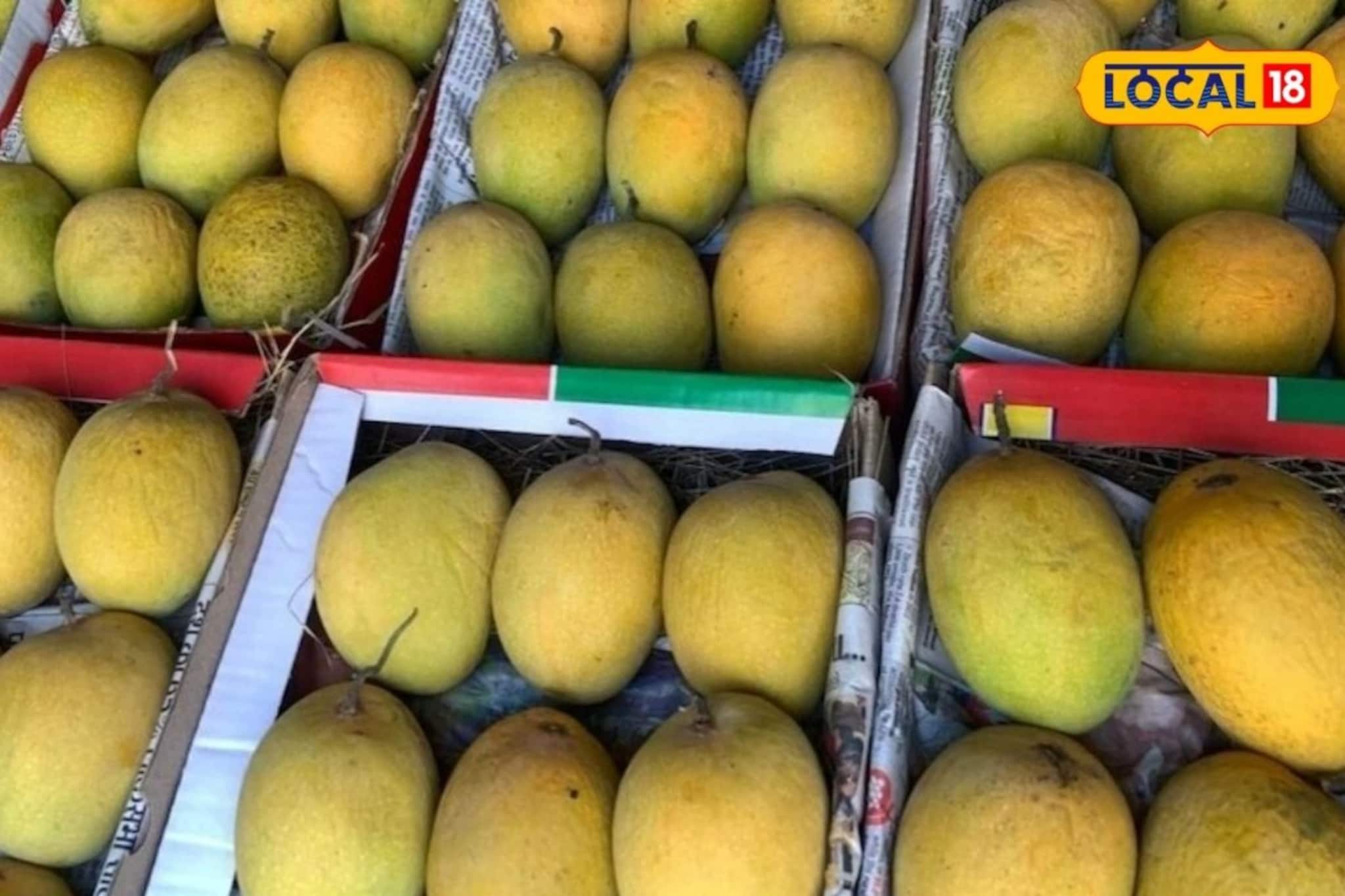 Mango Rate: गुढीपाडव्याला ‘हापूस’ महागला; आंबा बाजारात तेजी, एका डझनाचे दर किती?