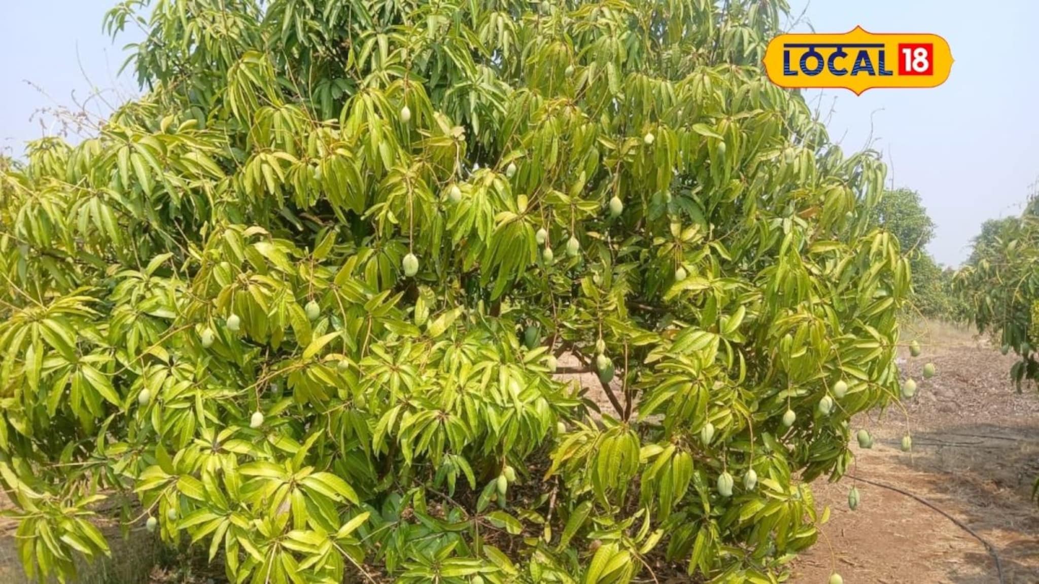 Success Story : पारंपरिक शेतीला फाटा देतं धाडस दाखवलं, 43 जातींच्या आंब्यांची फुलवली आमराई, वर्षाला 80 लाख रुपयांचा नफा