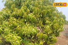 Success Story : पारंपरिक शेतीला फाटा देतं धाडस दाखवलं, 43 जातींच्या आंब्यांची फुलवली आमराई, वर्षाला 80 लाख रुपयांचा नफा