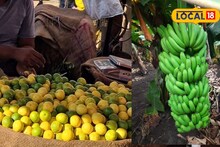 APMC Market: द्राक्षं, केळीचं मार्केट हाललं; कांदा, लिंबूला शनिवारी किती मिळाला भाव?