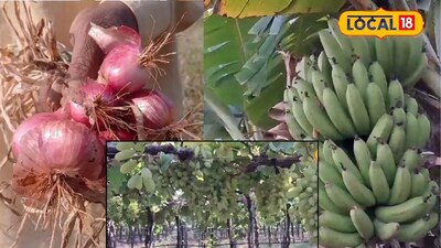 APMC Market: कृषी मार्केटनं वाढवलं टेन्शन; द्राक्षे, केळीची आवक घटली, कांदा अन् लिंबूला किती मिळाला भाव?