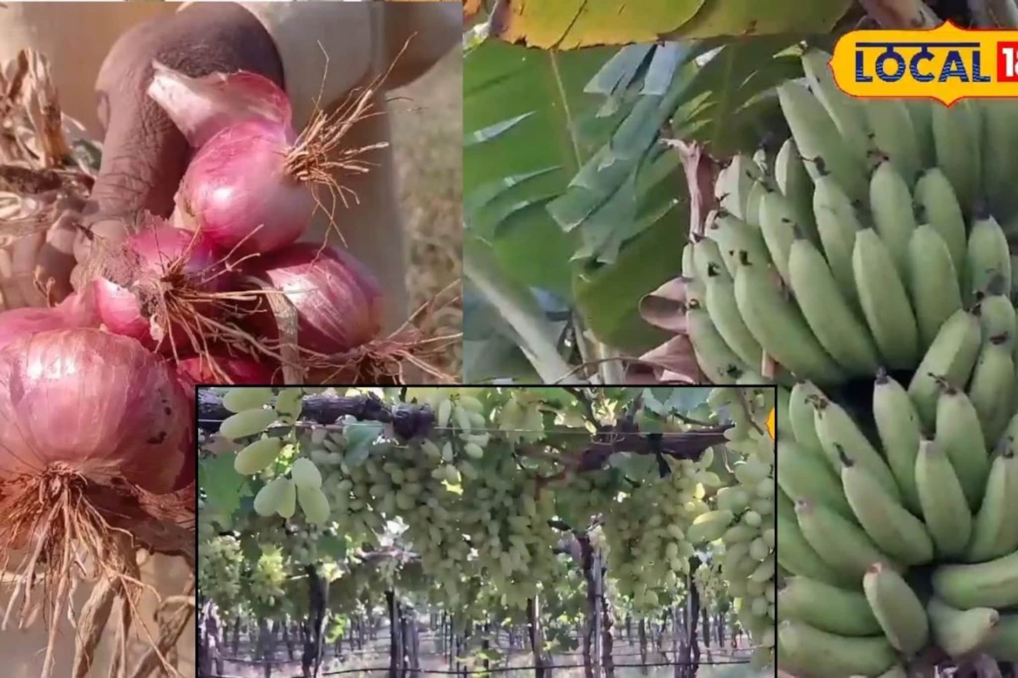 APMC Market: कृषी मार्केटनं वाढवलं टेन्शन; द्राक्षे, केळीची आवक घटली, कांदा अन् लिंबूला किती मिळाला भाव?