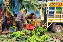 APMC Market: लिंबाचे दर तेजीत, द्राक्षानं मार्केट खाल्लं, कांदा अन् केळीचे दर काय?