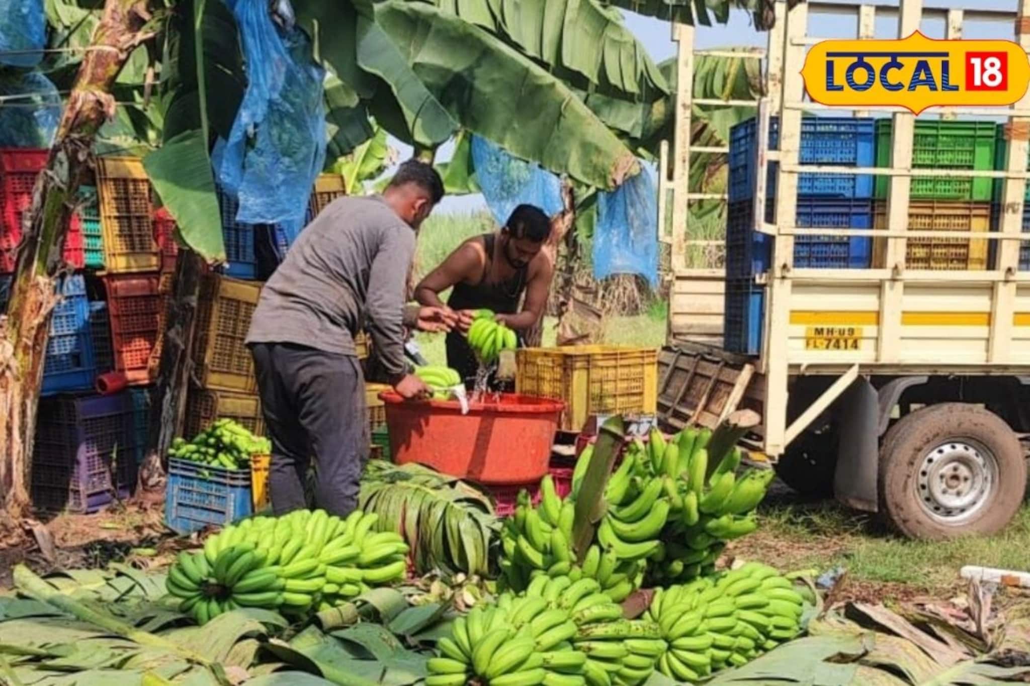 APMC Market: लिंबाचे दर तेजीत, द्राक्षानं मार्केट खाल्लं, कांदा अन् केळीचे दर काय?